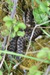 Vipera berus