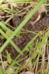 Vipera berus