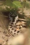 Vipera berus