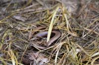 Anguis fragilis