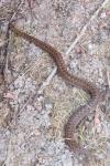 Vipera berus