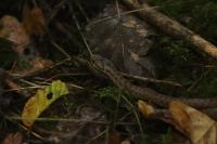 Vipera berus