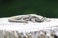 Podarcis muralis