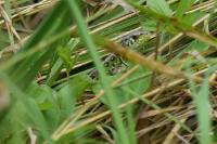 Lacerta agilis
