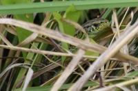 Lacerta agilis