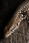 Podarcis muralis