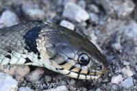 Natrix helvetica