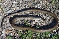 Natrix helvetica