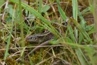 Lacerta agilis