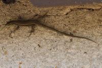 Podarcis muralis