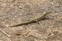 Podarcis muralis
