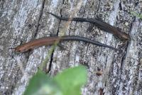 Zootoca vivipara