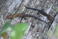 Zootoca vivipara
