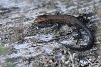 Zootoca vivipara