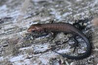 Zootoca vivipara