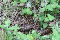 Vipera berus