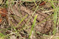 Vipera aspis