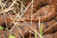 Vipera aspis