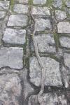 Zamenis longissimus