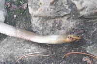 Zamenis longissimus