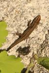 Podarcis muralis