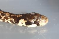 Zamenis longissimus