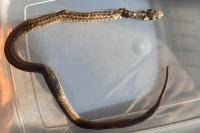 Zamenis longissimus