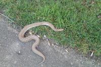Vipera aspis