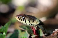 Natrix helvetica