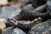 Vipera berus