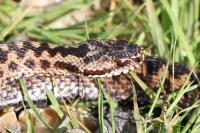 Vipera berus