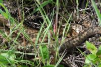 Vipera berus