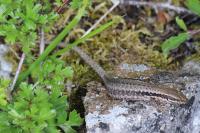 Podarcis muralis