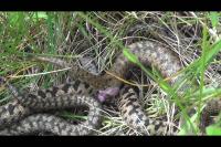 Vipera berus