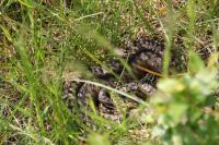 Vipera berus