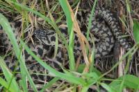 Vipera berus