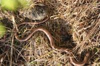 Anguis fragilis