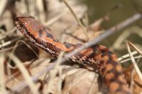 Vipera aspis