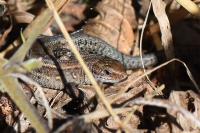 Zootoca vivipara