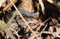Zootoca vivipara