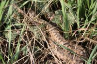 Vipera berus
