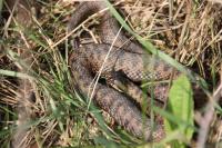 Vipera berus