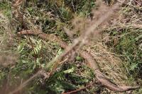Vipera berus