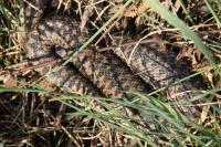 Vipera berus