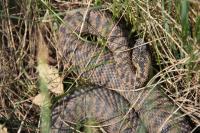 Vipera berus