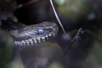 Vipera berus