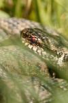 Vipera berus
