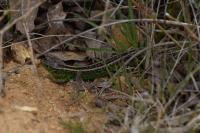 Lacerta agilis