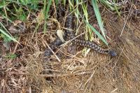 Vipera berus