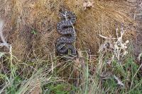 Vipera berus